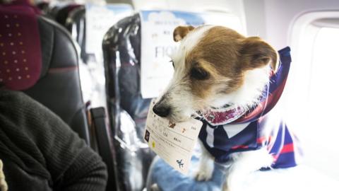 A dog with its flight ticket on a plane in Japan during a special event.