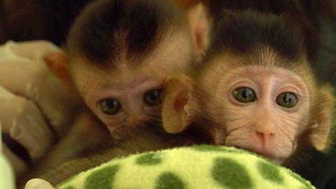 Baby macaques being looked after at the Wildlife Friends Foundation Thailand