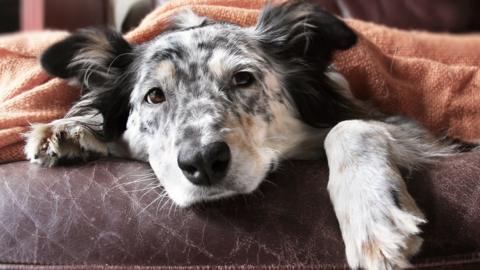 Dog under a blanket