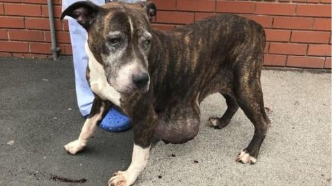 Stray dog found with huge abdominal tumour