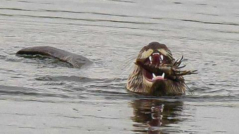 An otter