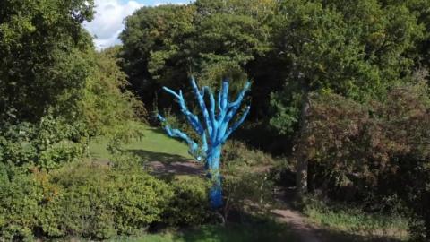 The blue tree in Weelsby Woods, Grimsby