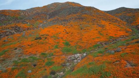 Poppy fields in California