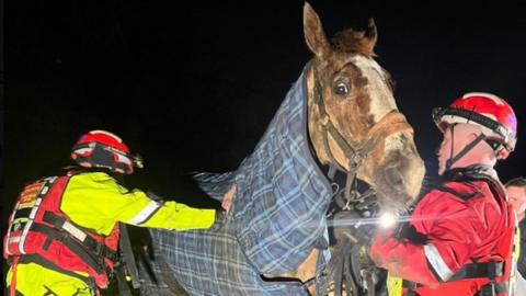Horse being rescued in Chester