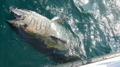 An Atlantic bluefin tuna at the surface of the water, after it was hooked by a recreational angler