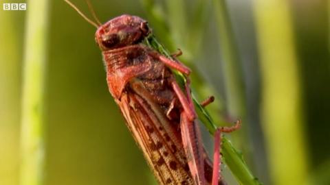 A locust on crops