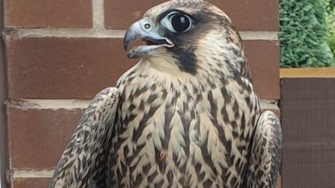 Peregrine falcon