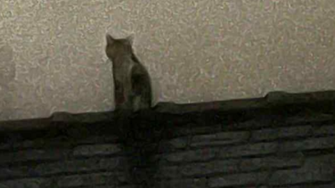 Slightly grainy picture of the upper storeys of the Queens Hotel in Blaenau Ffestiniog, taken at night.  A portion of extension roof is visible in the lower part of the picture, with the silhouette of a cat sitting on it.