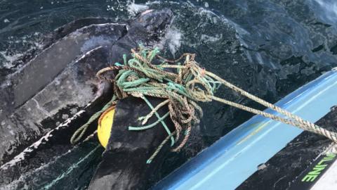 Turtle tangled in ghost gear