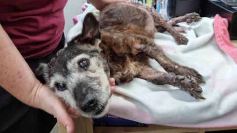 Photograph shows elderly neglected dog found abandoned being cared for by veterinary staff