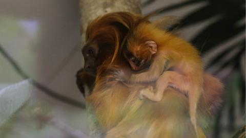 Tamarin baby