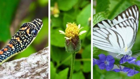 Submissiong by people of nature spotting during circuit breaker