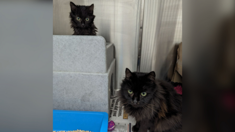 The cats that were found, Morticia and Wednesday