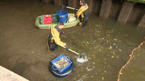 Specialists removing fish from lock