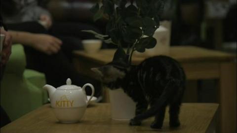 Kitty Cafe in Leeds