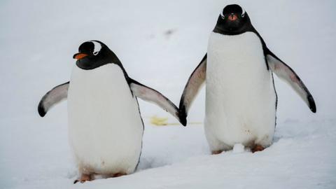 Gentoo penguins on Antarctic Peninsula