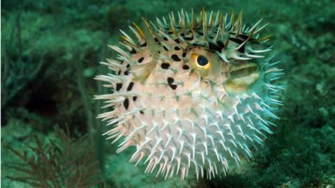 A puffer fish or blowfish in the ocean