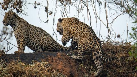 Two jaguars climb an embankment