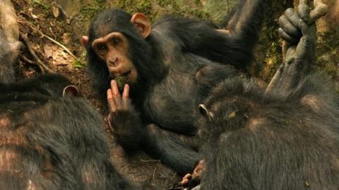 Sonso chimps using leaf sponges (c) Catherine Hobaiter