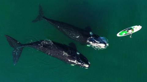 Two whales and a paddle boarder