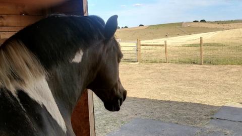 A horse in a shelter on the land in Blidworth