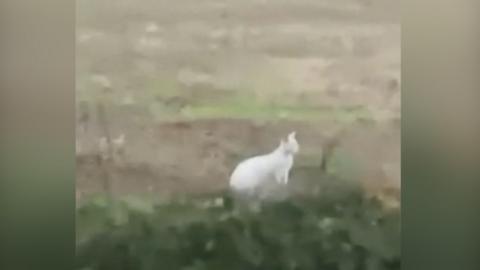 The white wallaby
