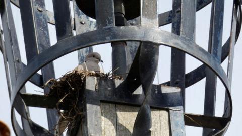 Collared Dove nesting on beacon