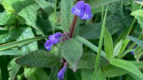 Skullcap flower