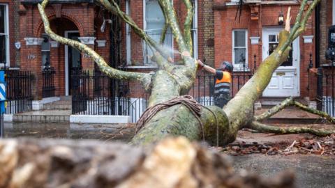 Tree surgeons remove a tree which has fallen across the street and into a building during Storm Darragh.