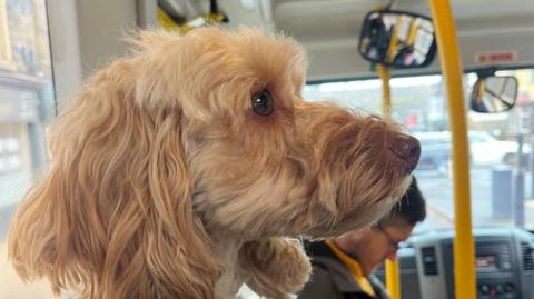 A close-up of a light brown, curly-haired dog sitting inside a bus. The dog is looking attentively out of the window, with its head slightly turned to the side. The background shows parts of the bus interior, including yellow poles, a rear view mirror, and a glimpse of the street outside through the window.