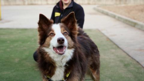 A border collie breed dog looks past the camera. The dog is brown with a white muzzle an chest and has its mouth open. It is standing on a patch of green grass and has a yellow and black harness around its front, which is being held by a person kneeling behind.