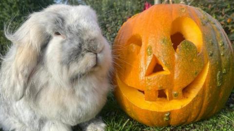 Rabbit with a carved pumpkin