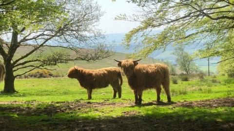 Cows standing in a field