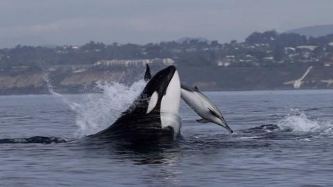 A killer whale hunts a dolphin near San Diego