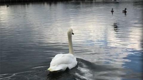Rescued swan being released in Poole Park