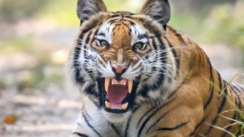 Tiger roars