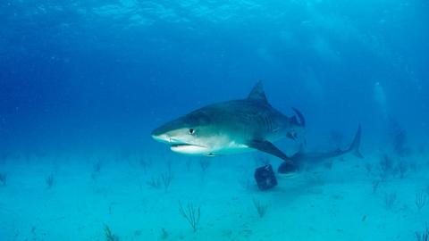 Shark in the Bahamas