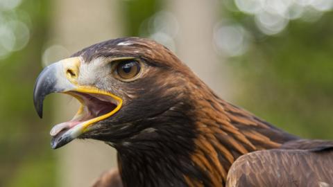 Golden eagle