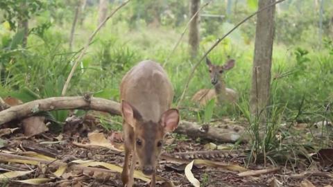 Deer walking in the forest