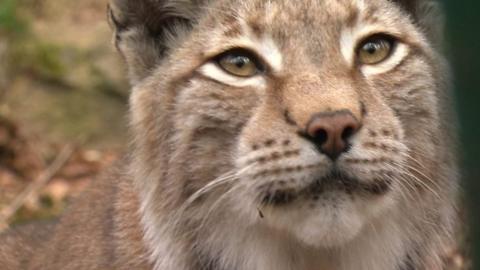 One of the Borth lynxes which has escaped a wildlife park