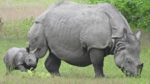 A rhino grazes with a young rhino calf alongside her