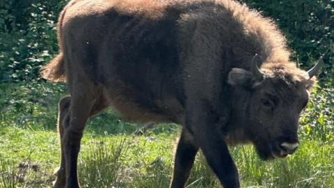 Bison calf at one year