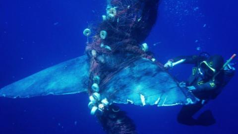 Whale tangled in rope