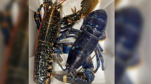 Brown and blue lobsters