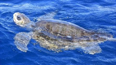 An Olive Ridley sea turtle