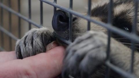 Pinch the raccoon reaches for a peanut through his enclosure cage