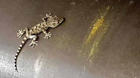 Gecko found in Aberdeen