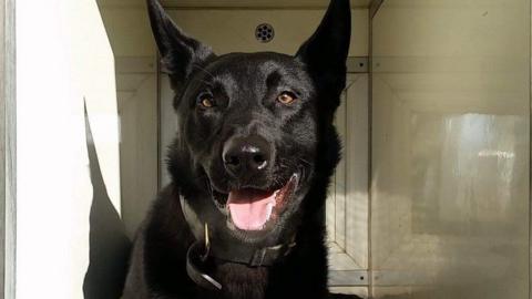 Remo the retired police dog