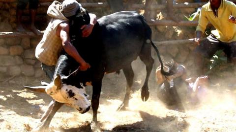 Man wrestles bull inside a ring