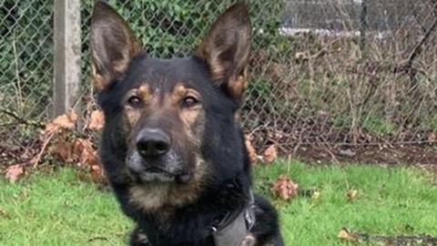 West Midlands Police dog Odin